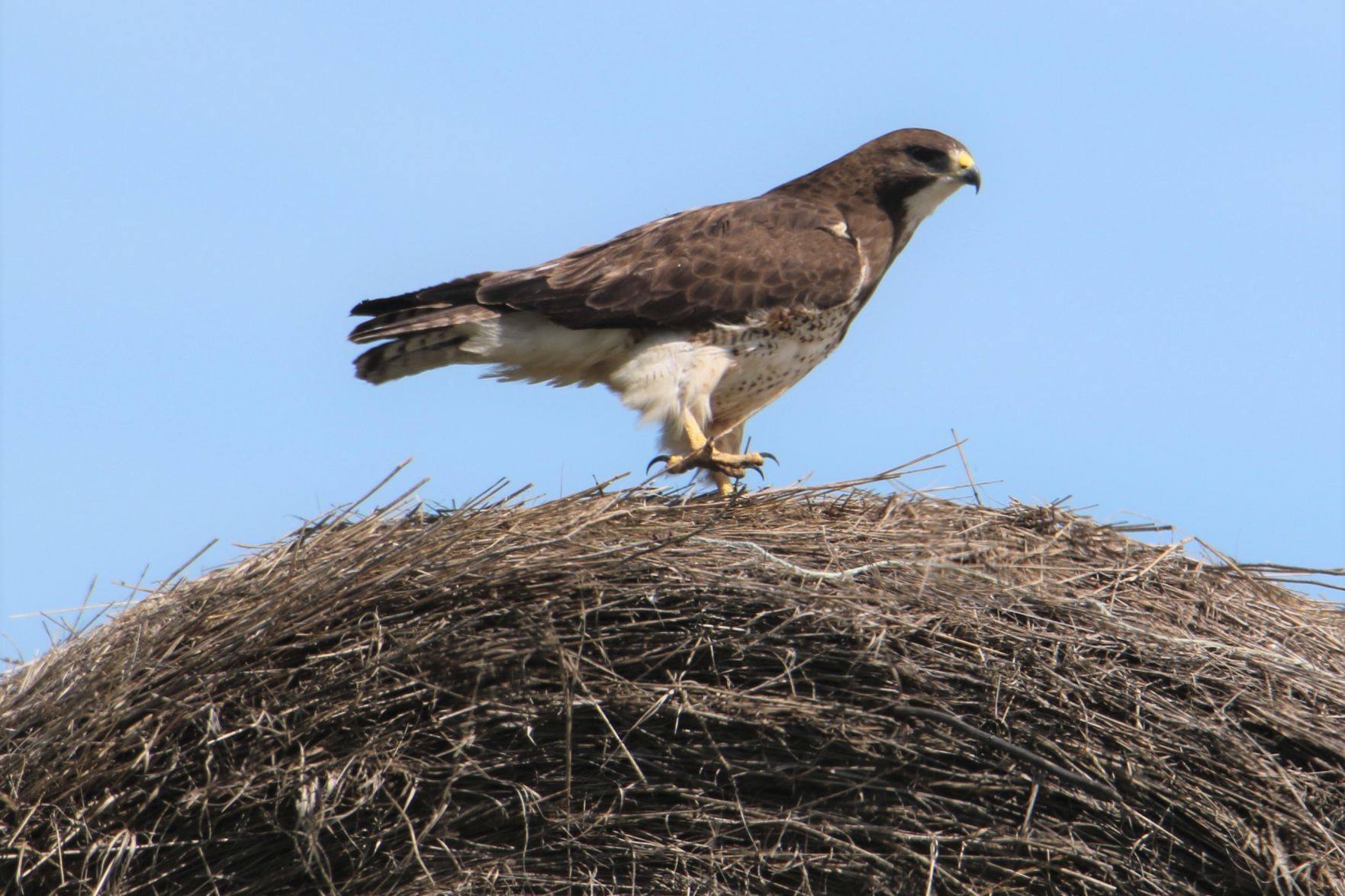 Stomping On a Hay Bale